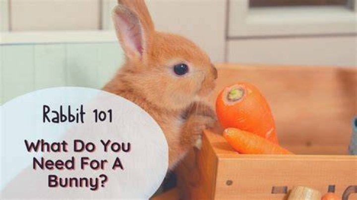 What do you need for a bunny
