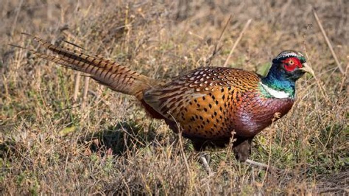 What do you soak pheasant in