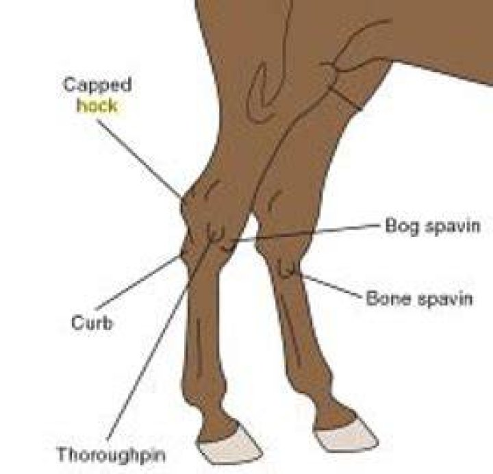 What does a capped hock mean