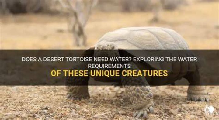 What does a desert tortoise need to survive