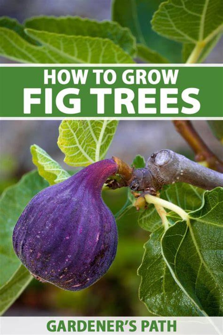 What does a fig tree signify