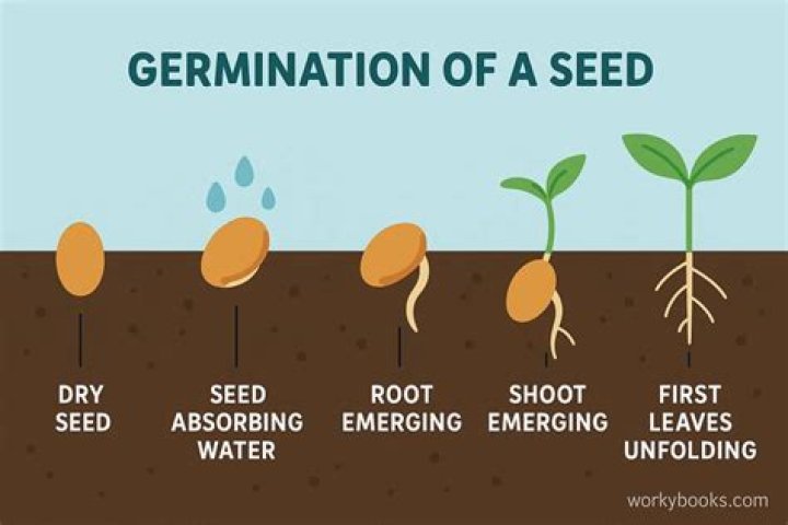 What does a hybrid seed mean