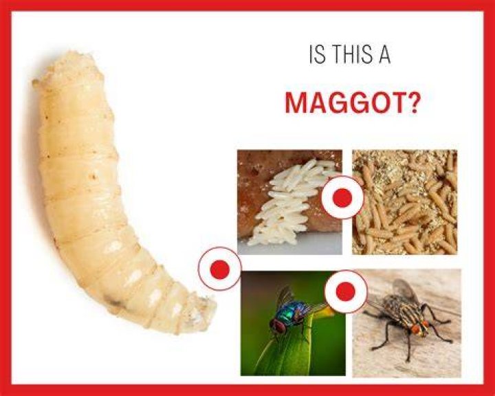 What does a maggot symbolize