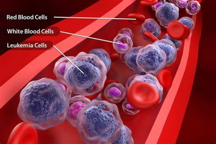 What does a myeloid cell do