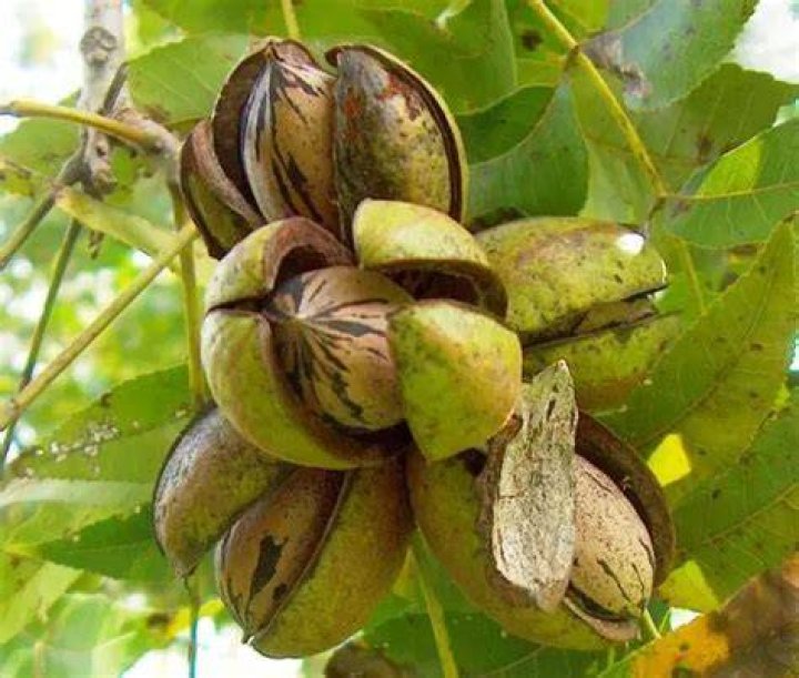 What does a pecan taste like