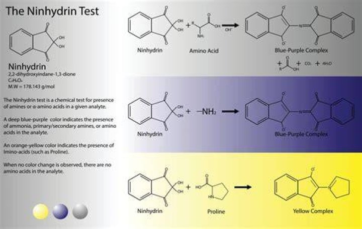 What does a positive ninhydrin test indicate