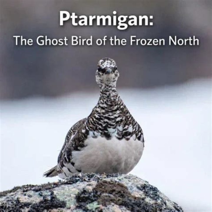 What does a ptarmigan eat