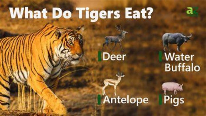 What does a tiger beetle eat