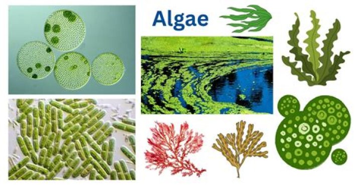 What does algae do to plants