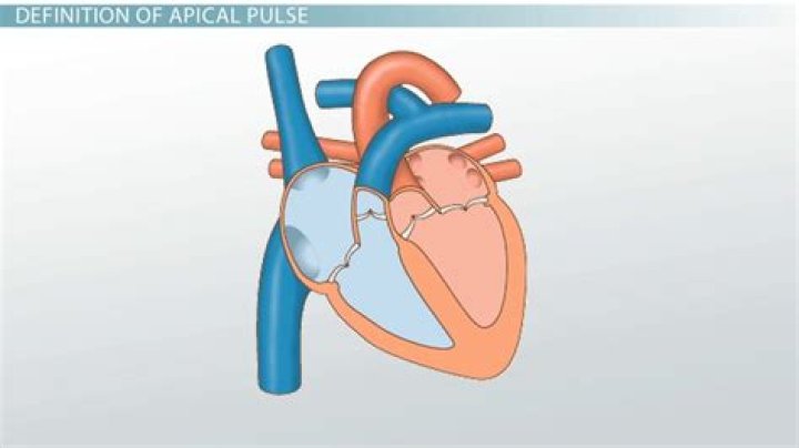 What does apical pulse mean