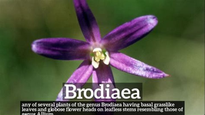 What does Brodiaea look like