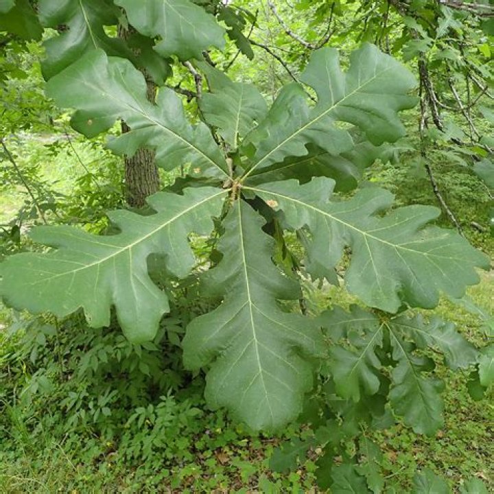 What does burr oak look like