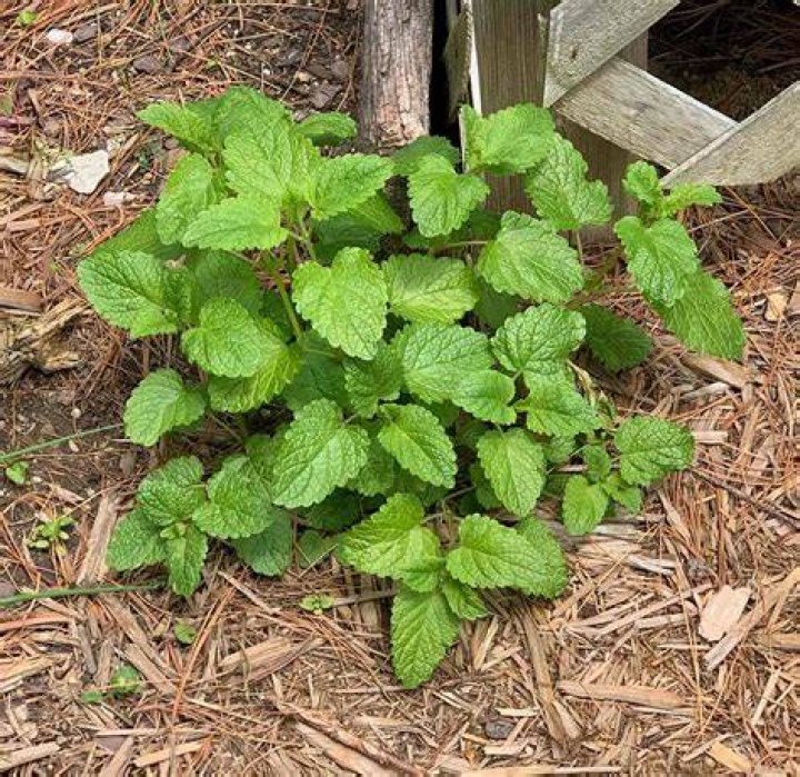 What does cat mint look like