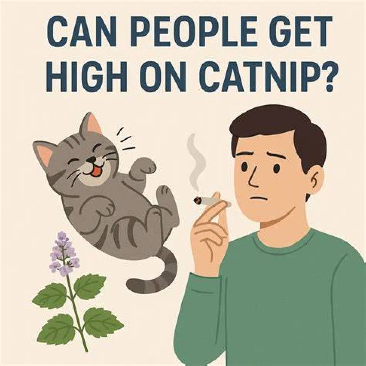 What does catnip do to a dog