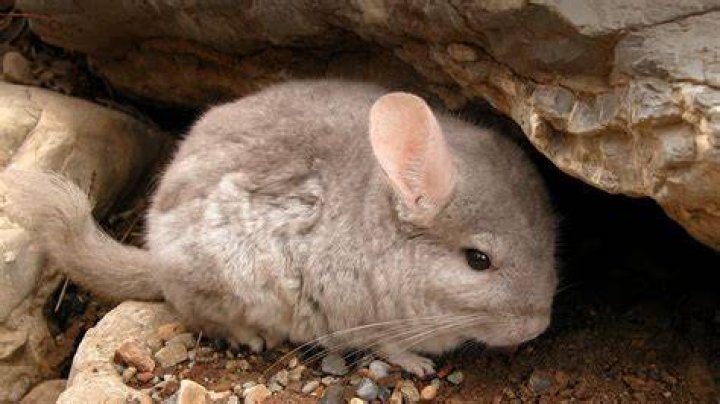 What does chinchilla dust do