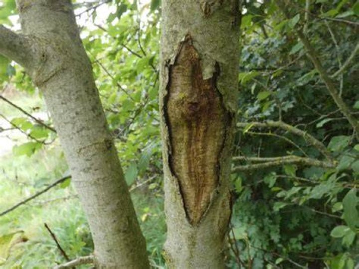 What does dieback look like