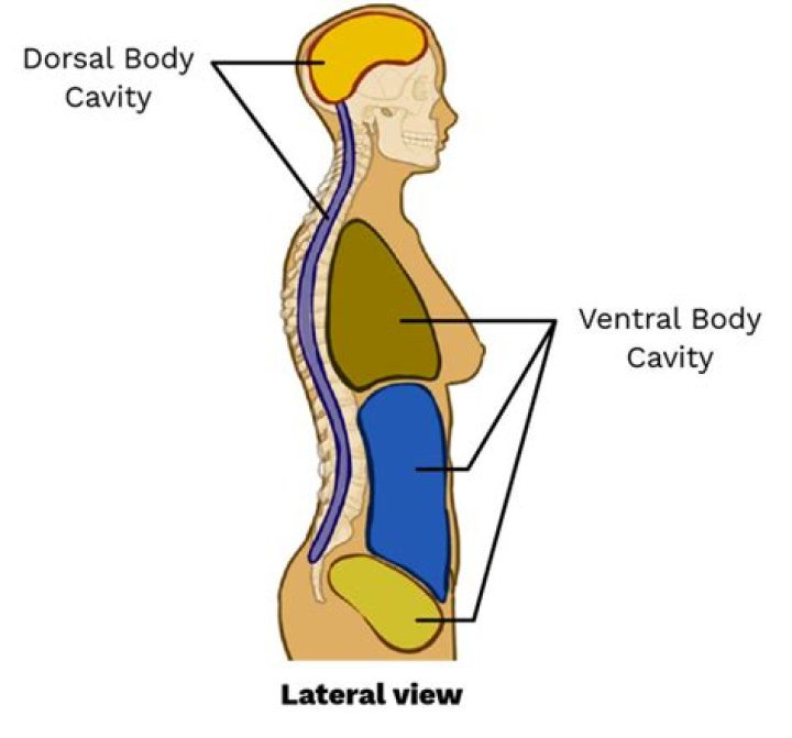 What does dorsal cavity mean