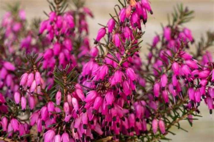 What does Heather smell like