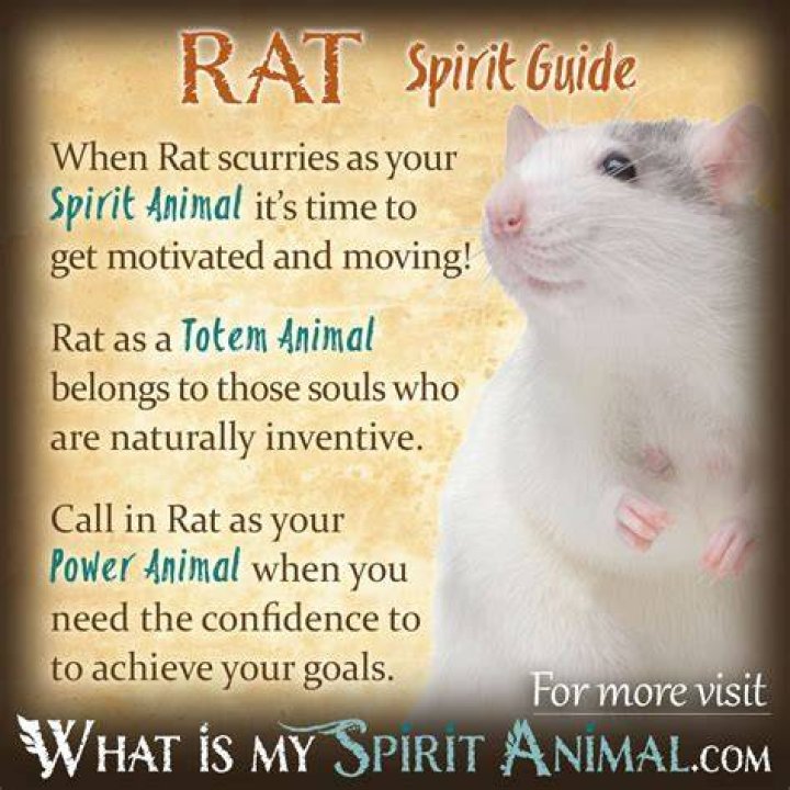 What does I smelt a rat mean
