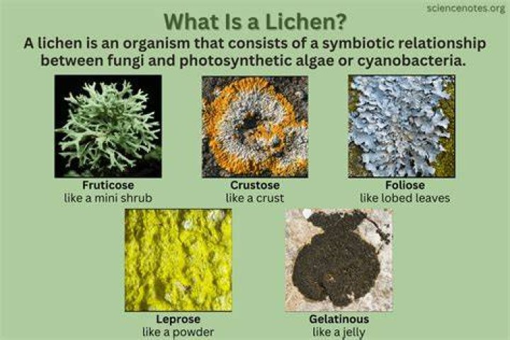 What does lichen do to soil