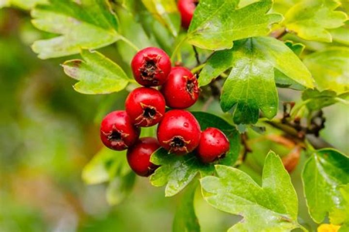 What does mayhaw fruit taste like