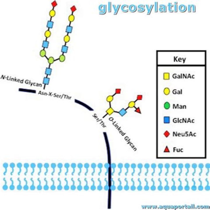What does N glycosylation do