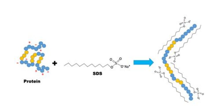 What does SDS do to proteins