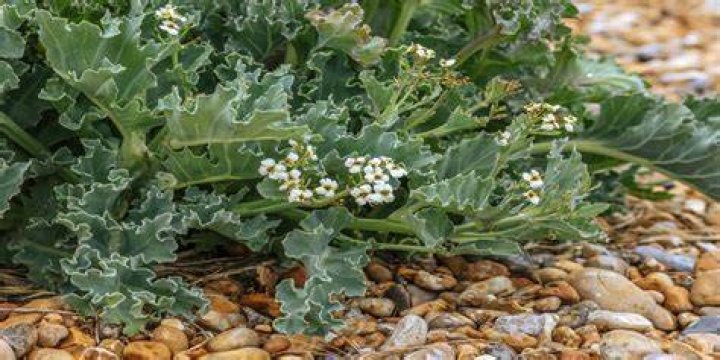 What does sea kale look like