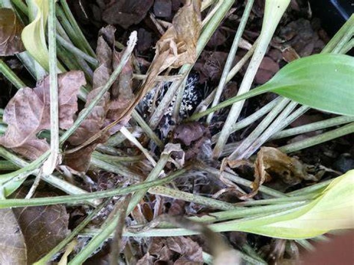 What does Southern blight look like