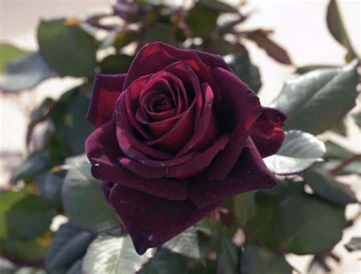 What does Standard rose mean