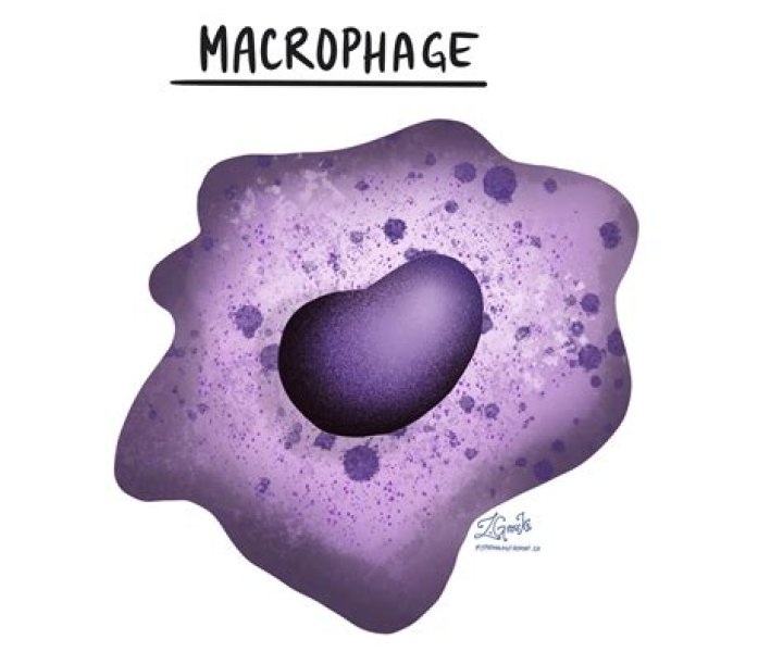 What does the macrophage eat