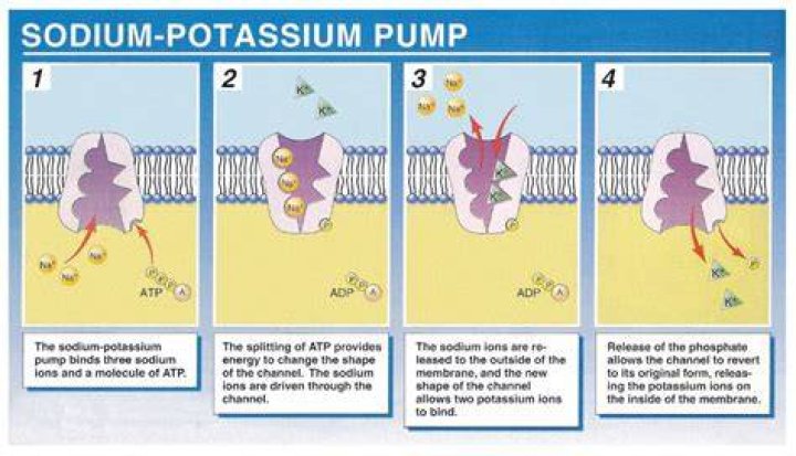 What does the Na / K pump do