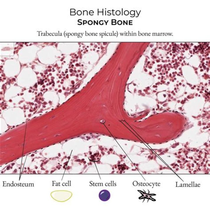 What does trabecular bone do