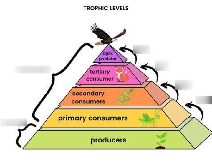 What does trophic level mean