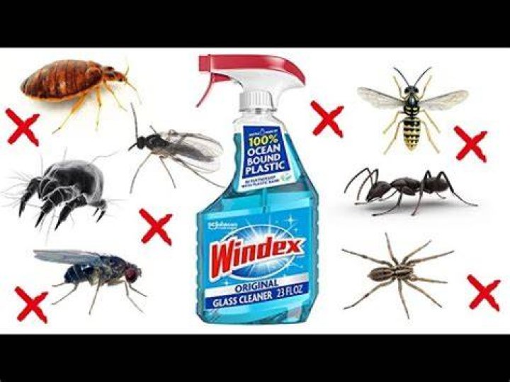 What does Windex do to bugs