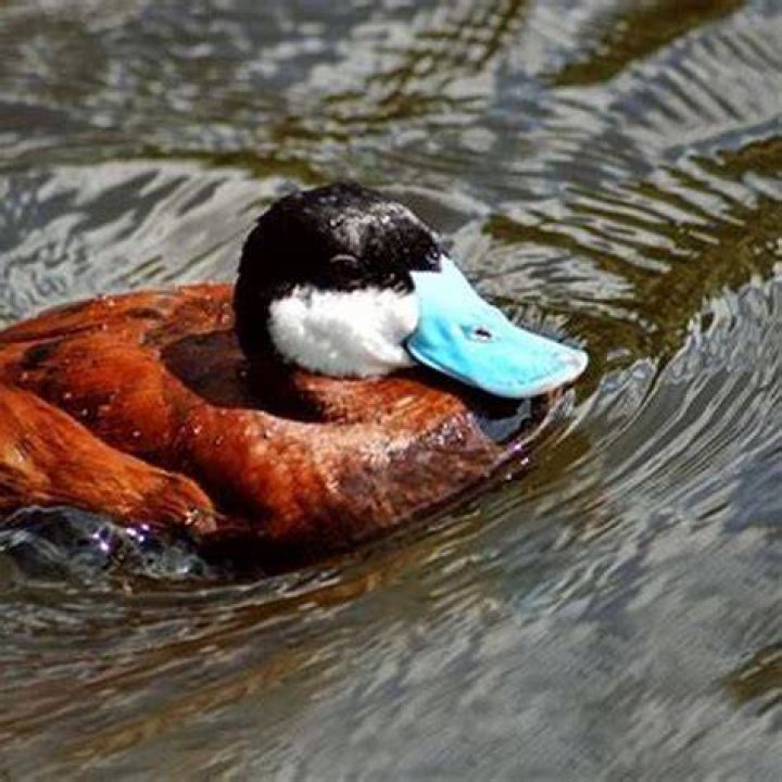 What ducks have a blue beak