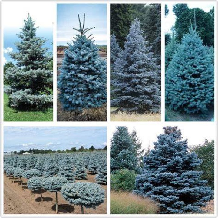 What eats blue spruce trees