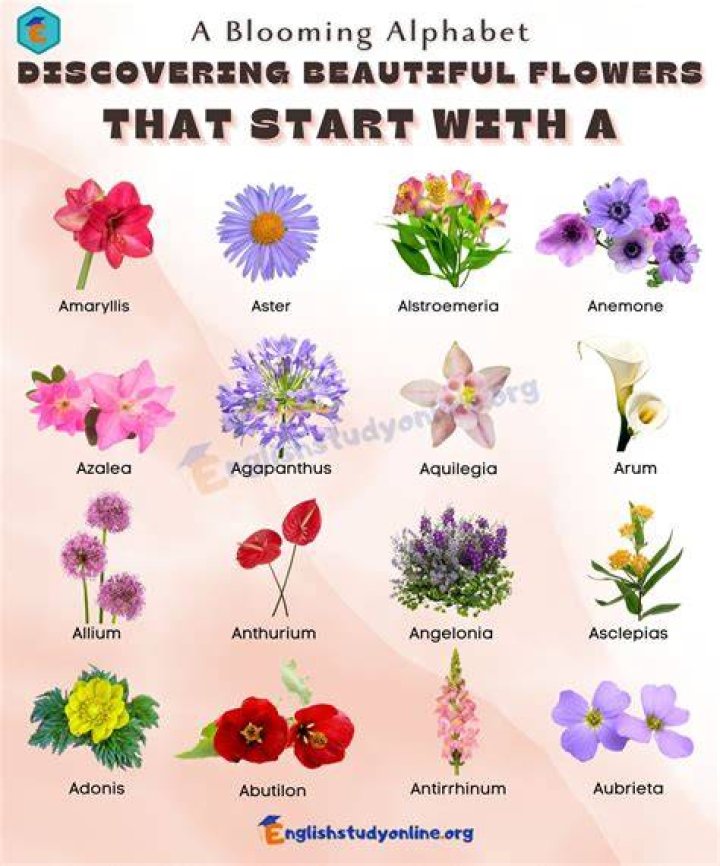 What flowers start with an A