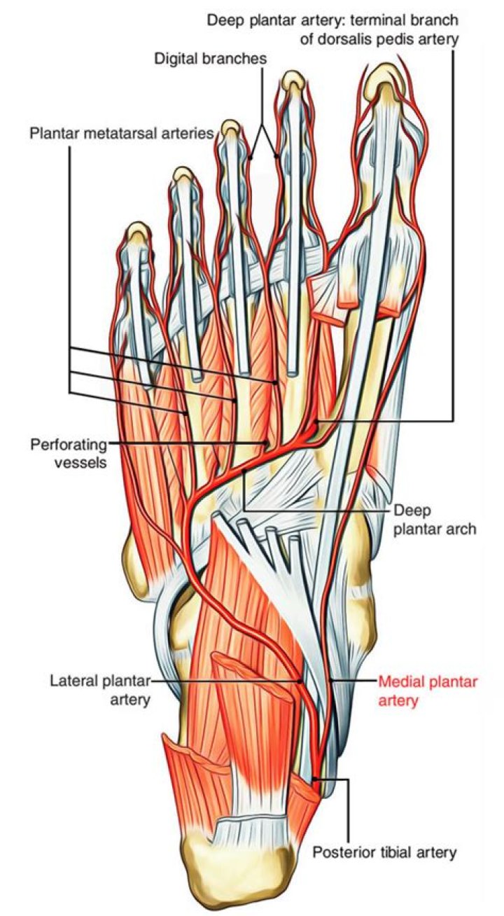 What forms deep plantar arch
