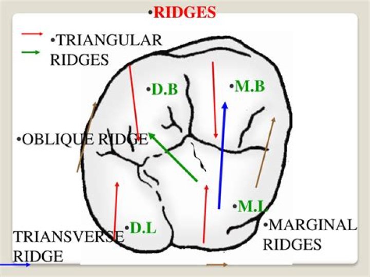 What forms the oblique ridge