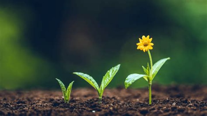 What grows in total darkness
