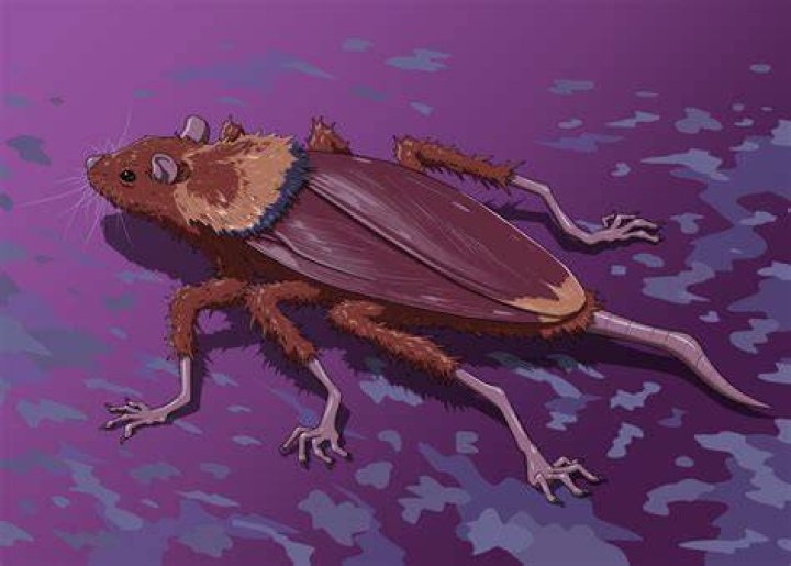 What happens if a rat bite u