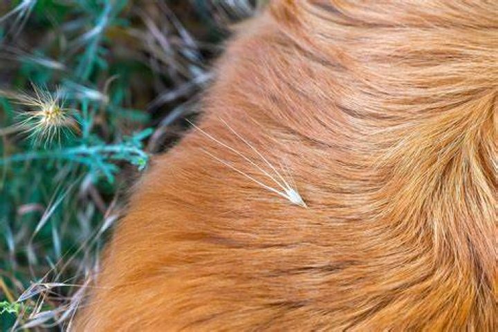 What if a dog eats a foxtail