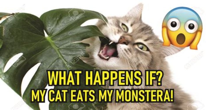 What if my cat eats Monstera
