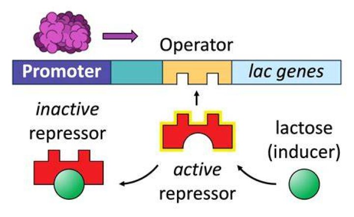 What inactivates a repressor