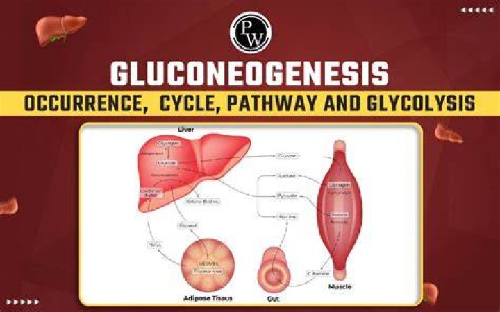 What induces gluconeogenesis