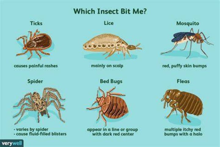 What insect bite causes pus