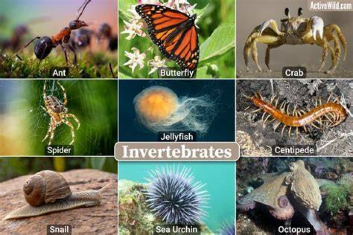 What insects are soft-bodied