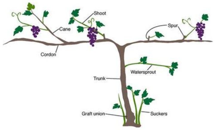 What is a cane on grape vine