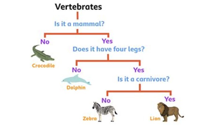 What is a classification key